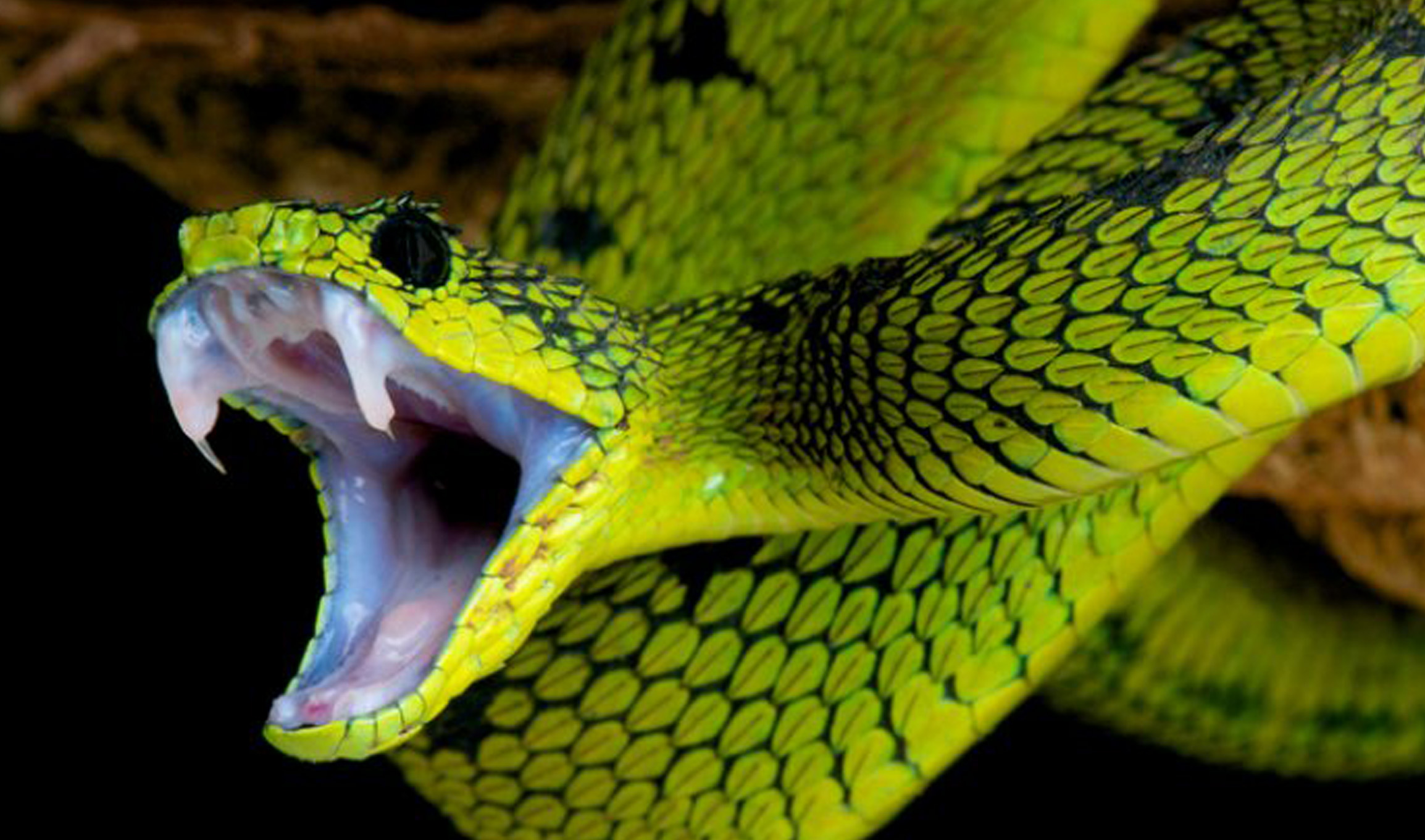 Змея на других языках. Кустарниковая гадюка (Atheris. Гадюка и Кобра. Змея Аспид зеленый. Гадюка ядовитая.