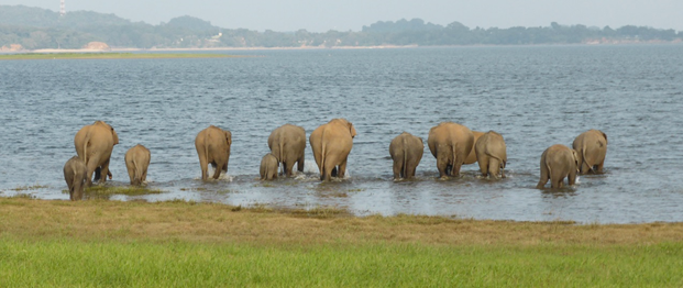 Asian elephants in Minneriya National Park Sri Lanka 2014